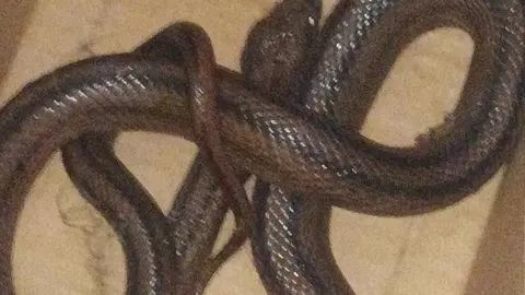 culebra