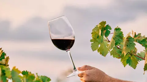 vino