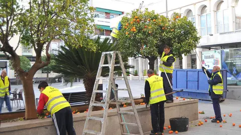 240126 RECOGIDA DE NARANJAS 1 (1)
