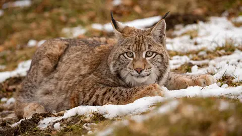 Euroasian lynx face to face in the bavarian national park in eastern germany. European wild cats. Animals in european forests. Lynx lynx.
