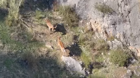 Cabras (1)