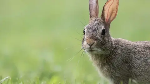 closeup-shot-cute-gray-bunny (1)