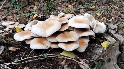 2018112719224791354