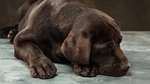 A portrait of a black Labrador dog taken against a black backdrop at studio.