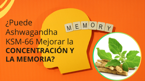 &iquest;Puede Ashwagandha KSM-66 Mejorar la Concentraci&oacute;n y la Memoria (1)