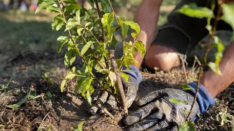 close-up-planting-new-plants-nature (1)