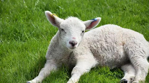 Cute dozing lamb in a field in the springtime.