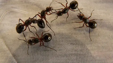 wood-ant-queens-3254_1280 (1)