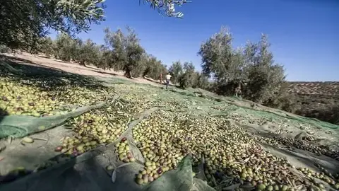 2020091111501625223