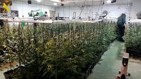 plantaci&oacute;n_marihuana_carlota_cordoba_editada_04 (1)
