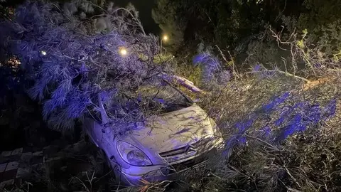 Ca&iacute;da de &aacute;rbol en avenida de G&oacute;ngora_(05-02-2026)_1 (1)