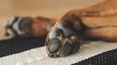 lum3n-paws-1636271_1920 (1)