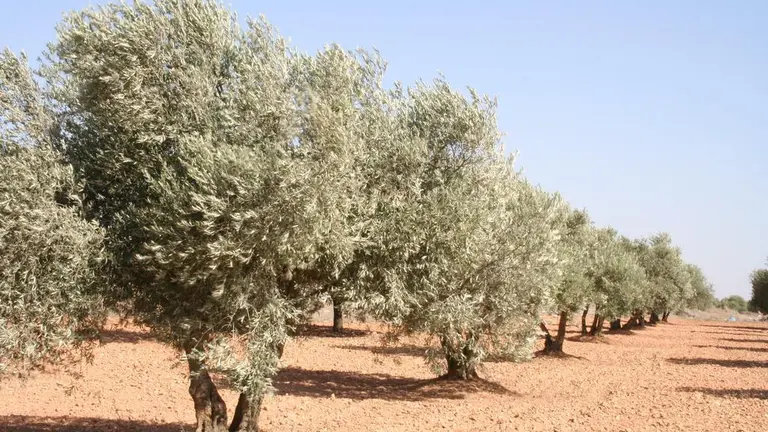 Olivar