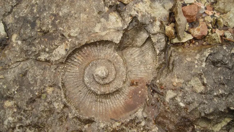 ammonites5