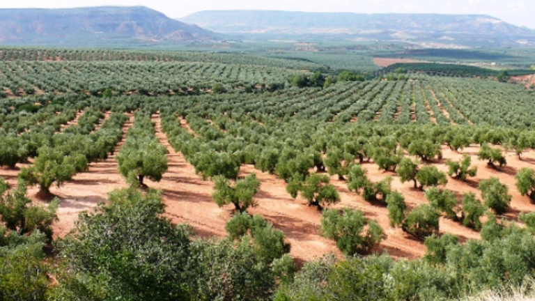 olivares