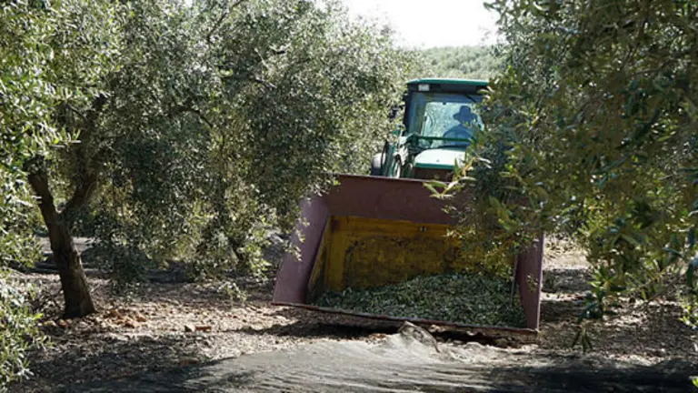 Recogida_aceituna_GR_opt
