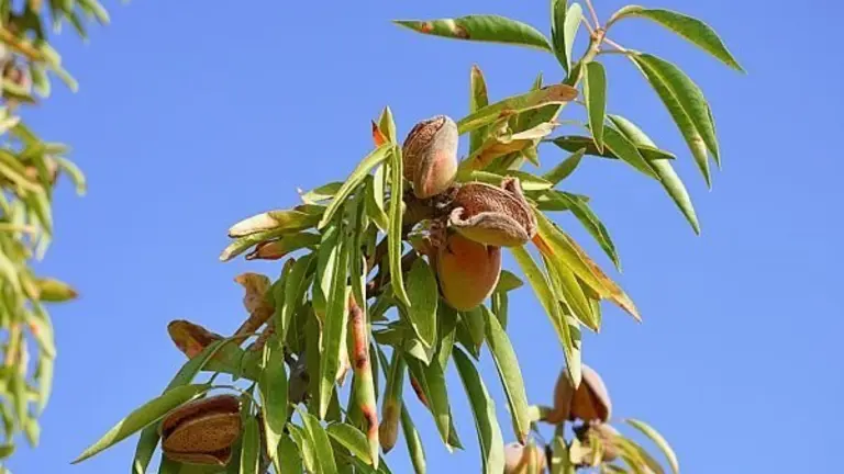 almendras_opt