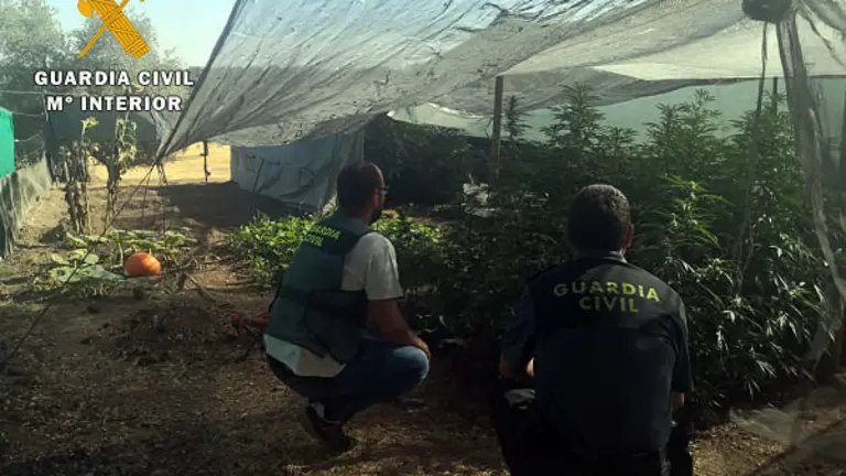 MARIHUANA VVA_opt