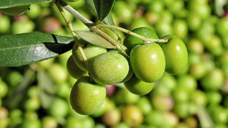 aceite_opt