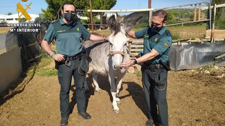 FOTO RESCATE BURRO VILLA DEL R&Iacute;O B_opt (1)