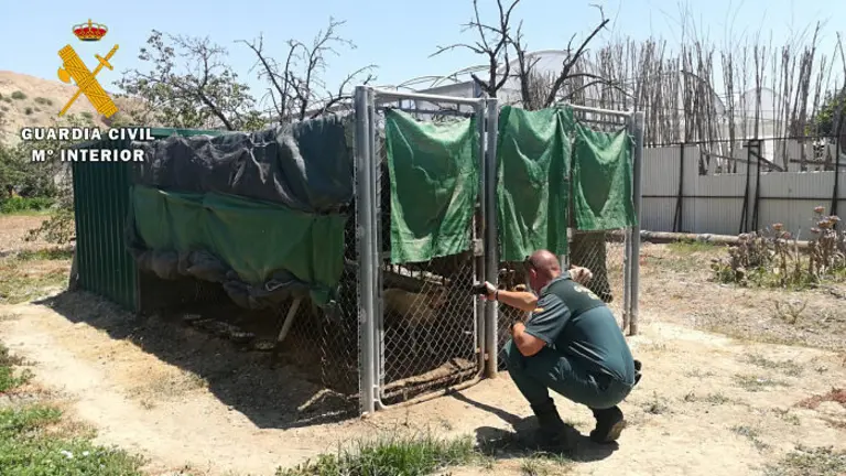 MALTRATO ANIMAL PUENTE GENIL1_opt