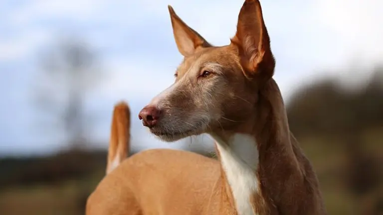 podenco-3250367_1280_opt