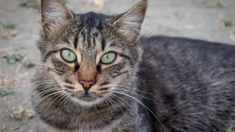 cat-pet-animal-domestic-cat (1)