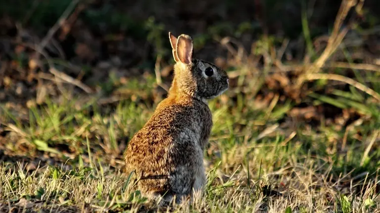 cottontail-rabbit-at-sunset (1)