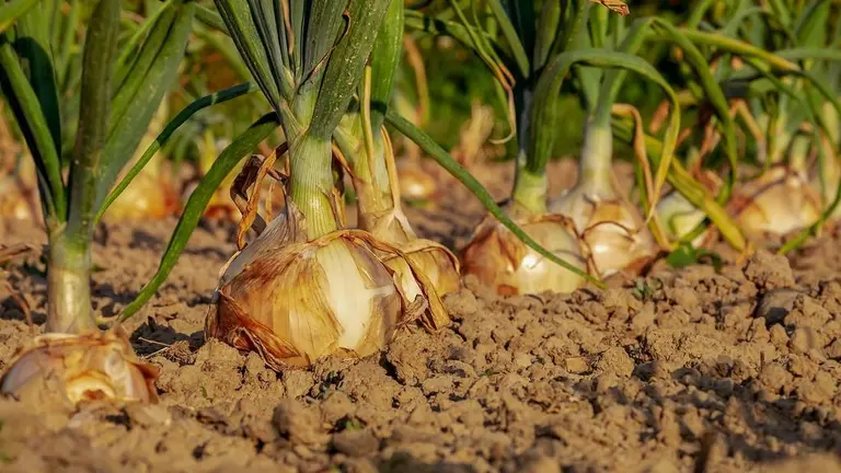 onion-3540502_1280
