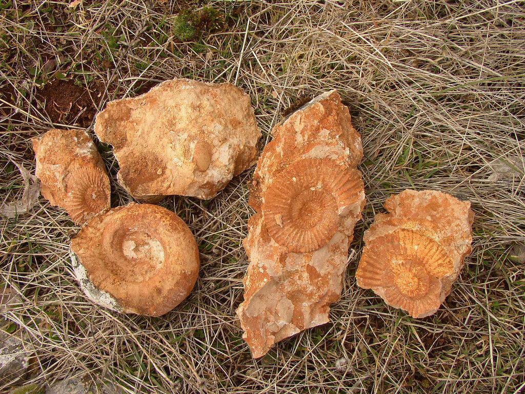 ammonites1